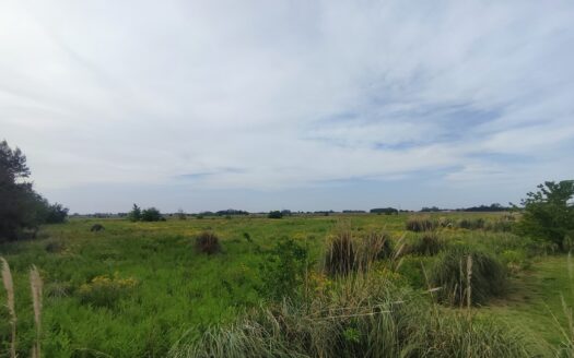 Campo de 3 has – Barrio La Amalia